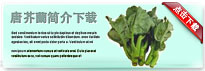 chinesebroccoli-thum-cn