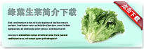 greenleaflettuce-thum-cn