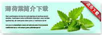 mintleaf-thum-cn