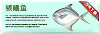 silverPomfret-thum-cn