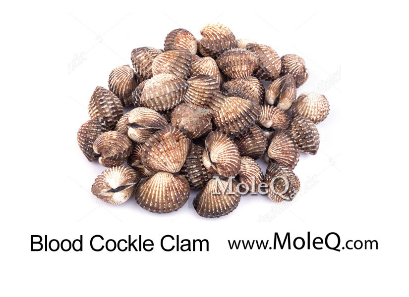 Im god clams перевод. Cockles перевод. Raw Bird Clams.