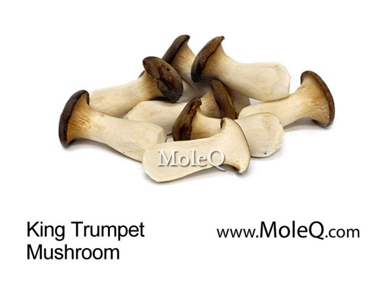 King Trumpet Mushroom Moleq Inc. Food Information